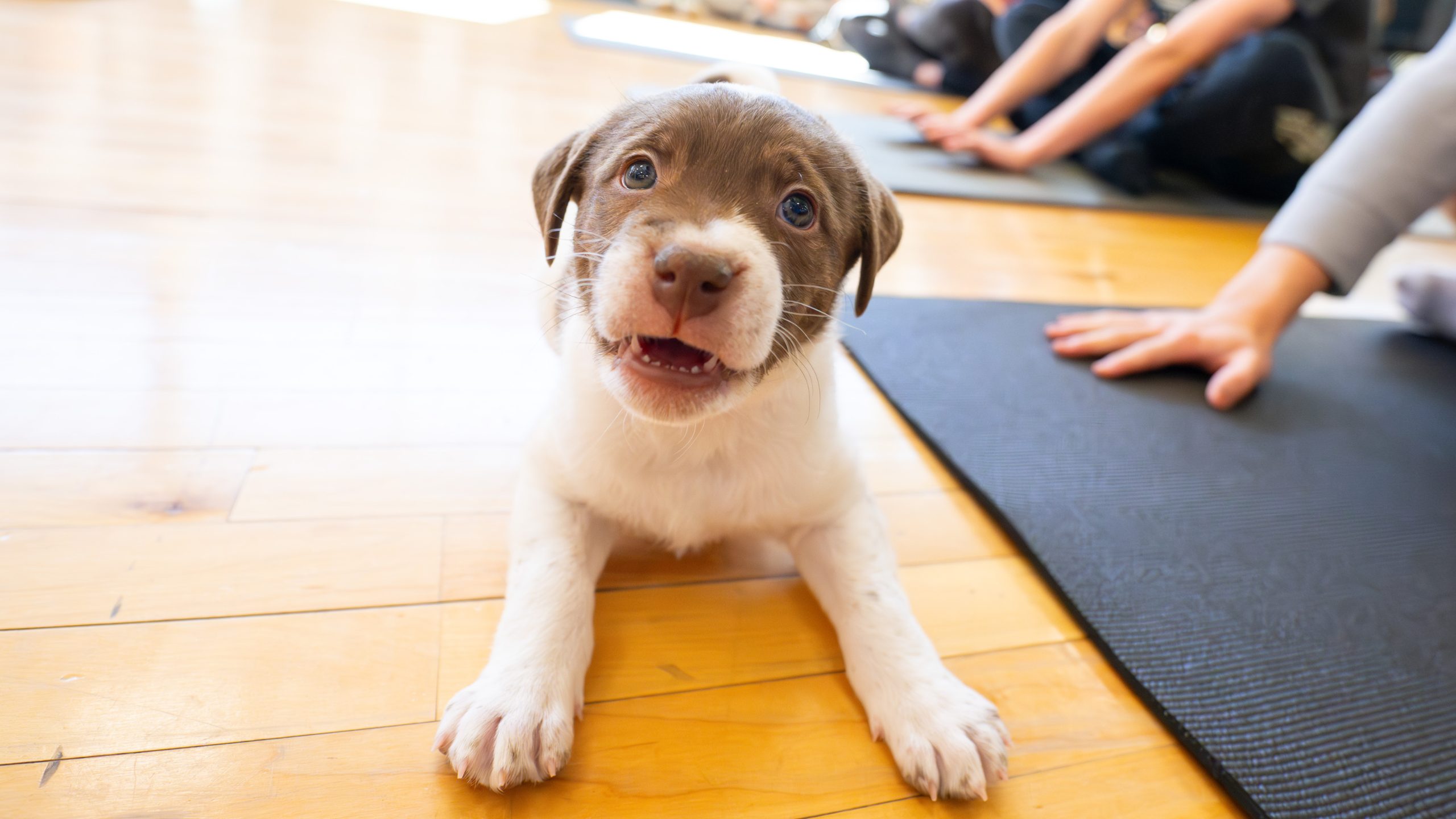 Puppy Yoga