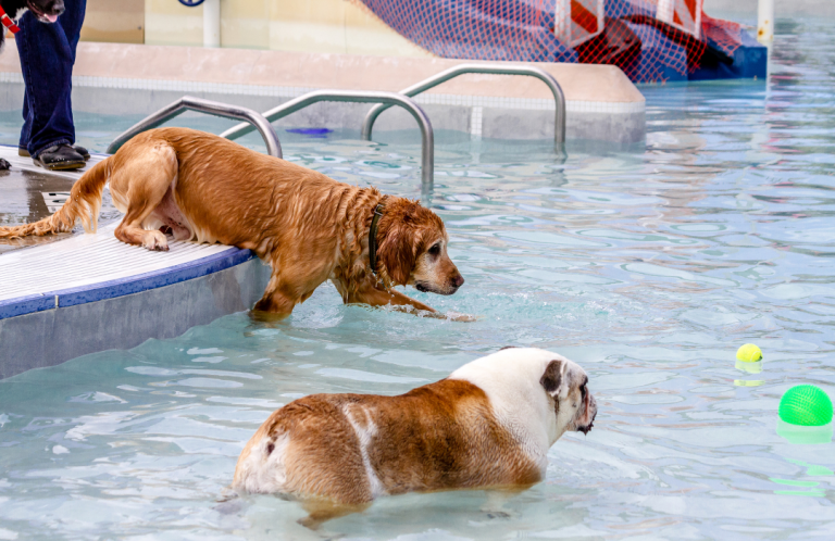 dogs swimming in pool